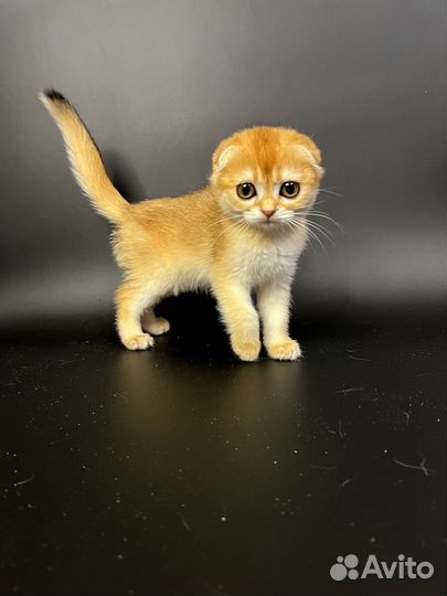 Золотая шиншилла