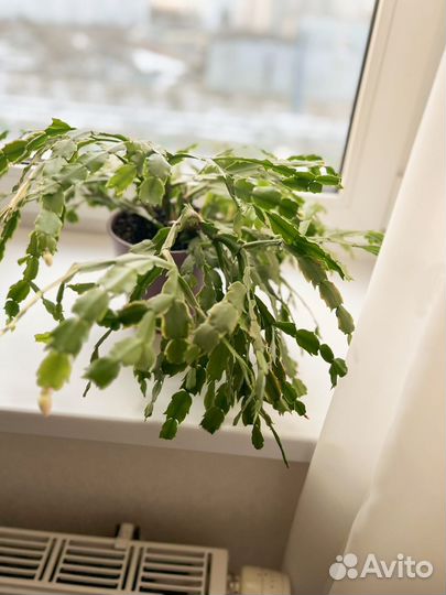 Декабрист бело-розовый