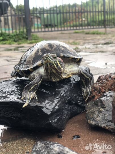 Красноухая черепаха бесплатно