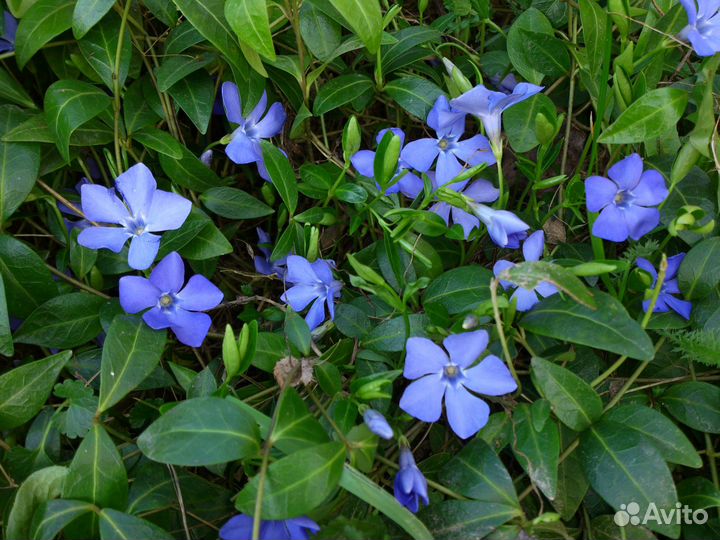 Жасмин (Чубушник)