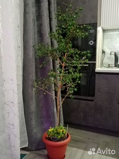 Фикус Барок кудрявый