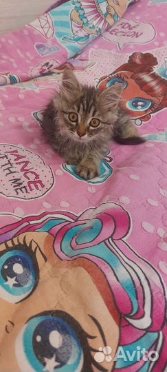 Котенок в добрые руки