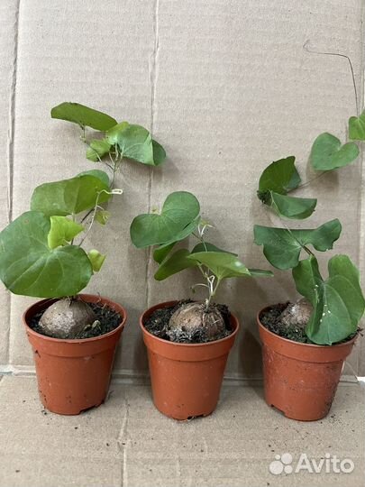 Диоскорея слоновая