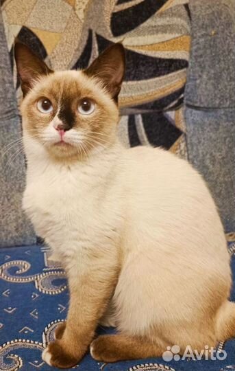 Кошка в дар бесплатно