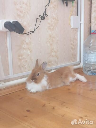 Карликовый кролик рыжий