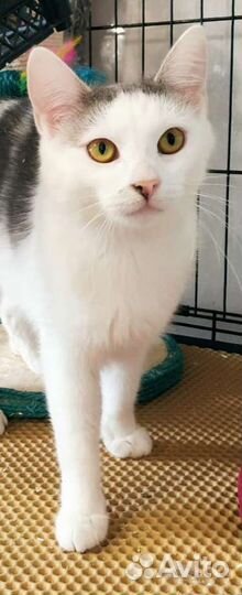 Кошечка-подросток, фенотип Сноу-шу в дар