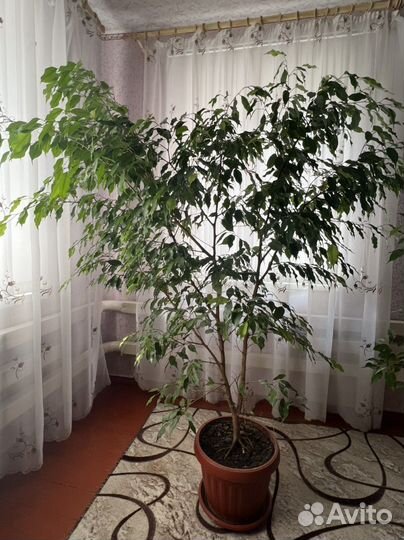 Фикус бенджамина