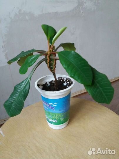 Молочай (эуфорбия)