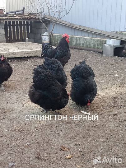 Породистая птица, Цыплята