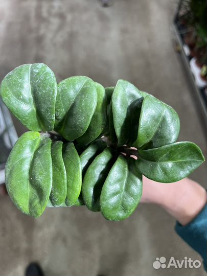 Замиокулькас зензи