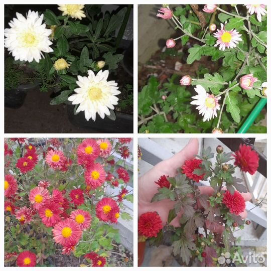 Гинкобилоба.Эхинацея.Хризантемы