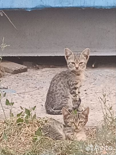 Котятки в добрые руки