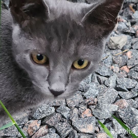 Русская голубая отдам