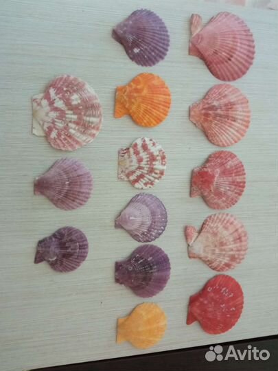 Морские ракушки