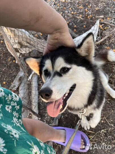 Сибирский хаски