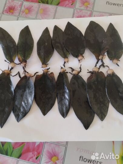 Замиокулькас черный равен