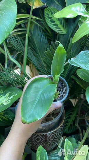 Банановая пальма