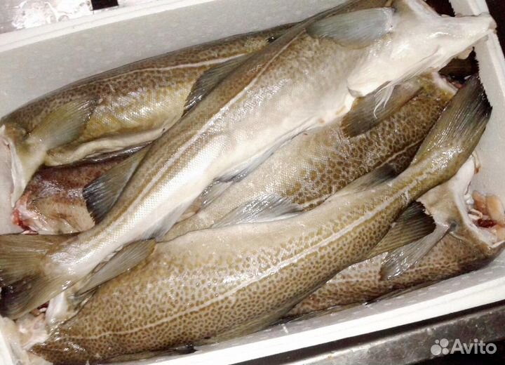 Рыба треска свежая