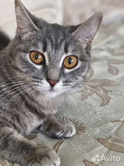 Кошка в дар бесплатно