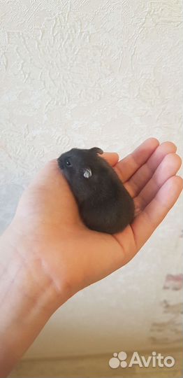 Джунгарский хомяк