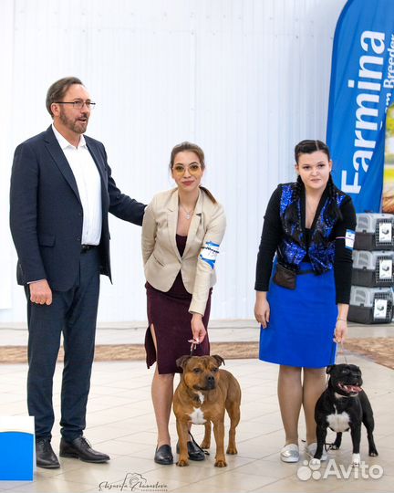 Стаффордширский бультерьер вязка