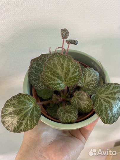 Камнеломка