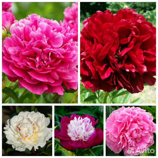 Корни пионов в шоубоксах