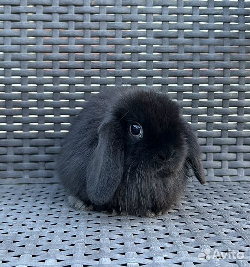 Карликовые вислоухие крольчата, минилоп