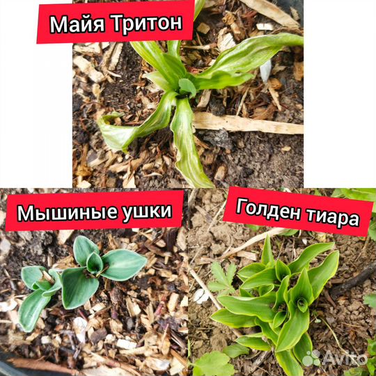 Хосты малышки