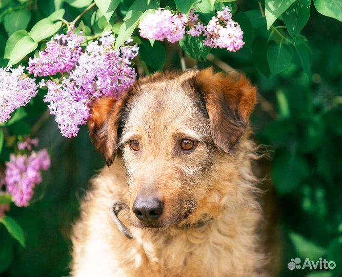 Собака Люсьен ищет дом