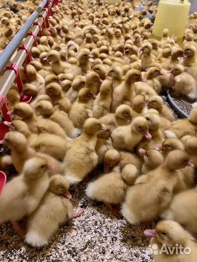 Гуси, утки,суточные, подрощенные