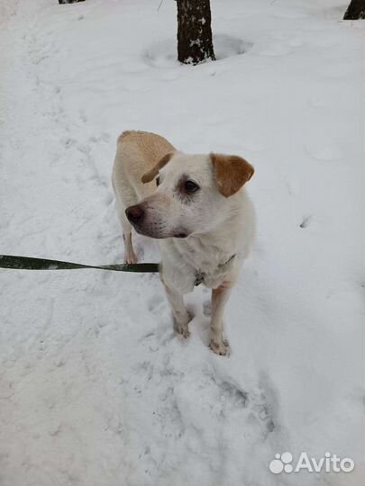 Собака из приюта в добрые руки бесплатно ищет дом