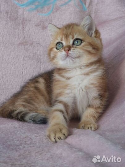 Британская кошечка, золотая мраморная шиншилла