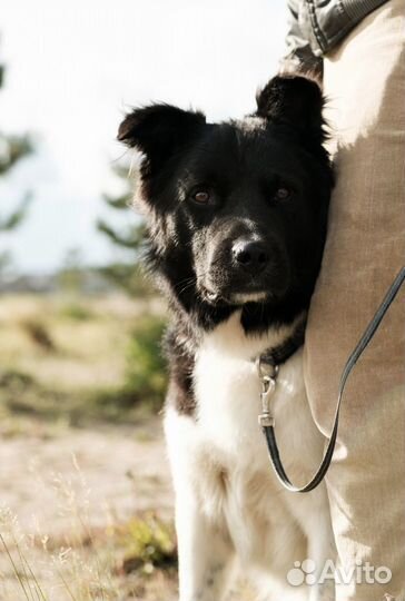 Собака Северус Снейп