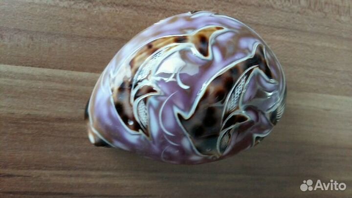 Ракушки морские