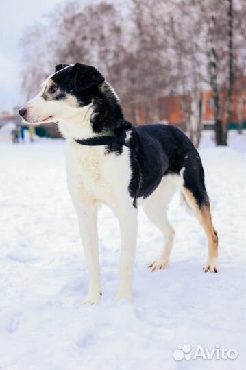 Необыкновенная красавица Нюра грустит в приюте