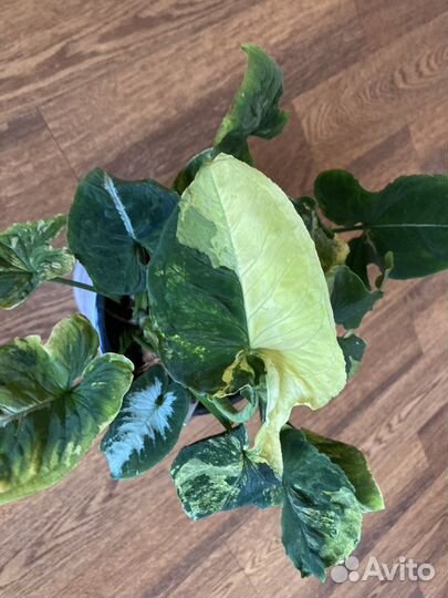 Сингониум яичница(scrambled eggs)