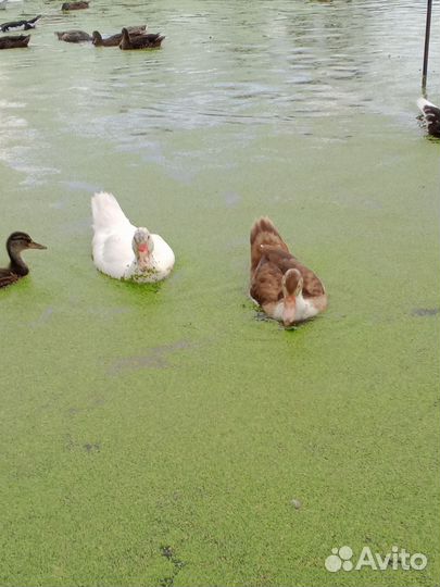 Индоутка мускусная утка