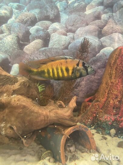 Малек малавийской цихлиды