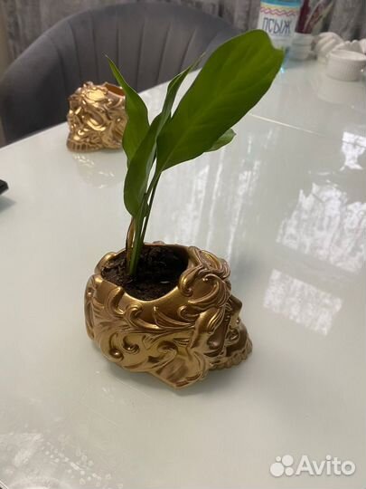 Спатифиллум