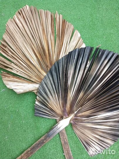 Пальмовые листья