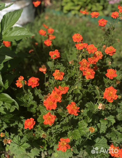 Гравилат садовый