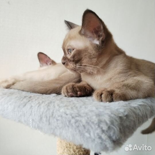 Котята бурма