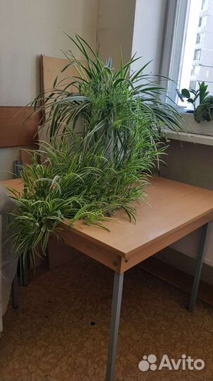 Хлорофитум хохлатый