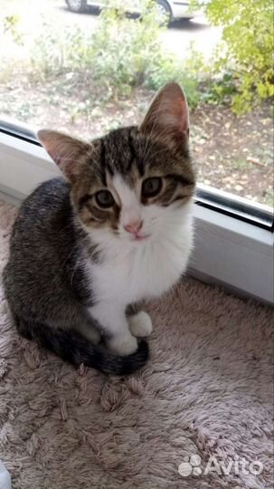 Котенок Кузя мальчик