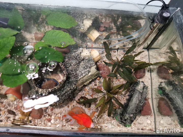 Аквариум с рыбкой