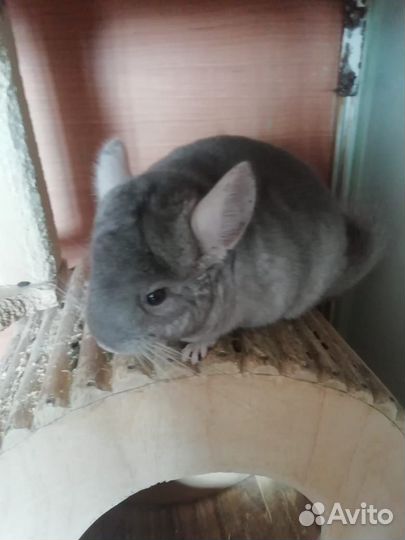 Шиншилла н кпа