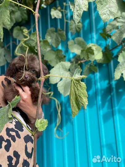 Микро тикап,мальтипу