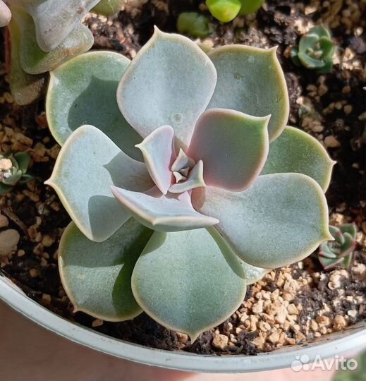 Суккуленты разные набор