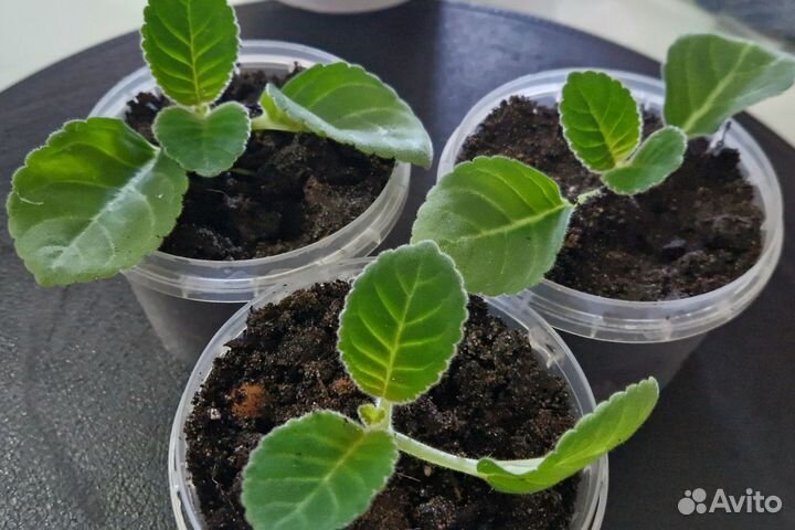 Глоксиния Блю Пикоти, Имперс синие чернила